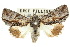  ( - 10ANIC-08168)  @15 [ ] CreativeCommons - Attribution (2010) CBG Photography Group Centre for Biodiversity Genomics