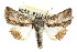  ( - 10ANIC-08169)  @11 [ ] CreativeCommons - Attribution (2010) CBG Photography Group Centre for Biodiversity Genomics