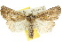  (Ectopatria loxonephra - 10ANIC-08184)  @15 [ ] CreativeCommons - Attribution (2010) CBG Photography Group Centre for Biodiversity Genomics
