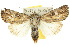  ( - 10ANIC-08185)  @14 [ ] CreativeCommons - Attribution (2010) CBG Photography Group Centre for Biodiversity Genomics