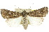  ( - 10ANIC-08187)  @14 [ ] CreativeCommons - Attribution (2010) CBG Photography Group Centre for Biodiversity Genomics