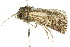  ( - 10ANIC-08188)  @12 [ ] CreativeCommons - Attribution (2010) CBG Photography Group Centre for Biodiversity Genomics
