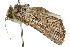  ( - 10ANIC-08204)  @13 [ ] CreativeCommons - Attribution (2010) CBG Photography Group Centre for Biodiversity Genomics