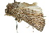  ( - 10ANIC-08205)  @13 [ ] CreativeCommons - Attribution (2010) CBG Photography Group Centre for Biodiversity Genomics