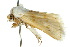  ( - 10ANIC-08222)  @13 [ ] CreativeCommons - Attribution (2010) CBG Photography Group Centre for Biodiversity Genomics