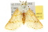  ( - 10ANIC-08223)  @14 [ ] CreativeCommons - Attribution (2010) CBG Photography Group Centre for Biodiversity Genomics