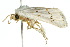  ( - 10ANIC-08224)  @13 [ ] CreativeCommons - Attribution (2010) CBG Photography Group Centre for Biodiversity Genomics