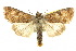  (Heliothis punctifera - 10ANIC-08232)  @15 [ ] CreativeCommons - Attribution (2010) CBG Photography Group Centre for Biodiversity Genomics