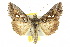  ( - 10ANIC-08308)  @15 [ ] CreativeCommons - Attribution (2010) CBG Photography Group Centre for Biodiversity Genomics