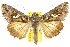  ( - 10ANIC-08309)  @15 [ ] CreativeCommons - Attribution (2010) CBG Photography Group Centre for Biodiversity Genomics
