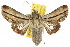  (Aegilia describens - 10ANIC-08342)  @15 [ ] CreativeCommons - Attribution (2010) CBG Photography Group Centre for Biodiversity Genomics