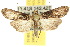  (Gyrtona - 10ANIC-08345)  @15 [ ] CreativeCommons - Attribution (2010) CBG Photography Group Centre for Biodiversity Genomics