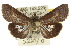 (Lophoptera sp. ANIC2 - 10ANIC-08368)  @15 [ ] CreativeCommons - Attribution (2010) CBG Photography Group Centre for Biodiversity Genomics