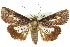  (Stictopterinae - 10ANIC-08370)  @15 [ ] CreativeCommons - Attribution (2010) CBG Photography Group Centre for Biodiversity Genomics