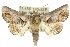  ( - 10ANIC-08374)  @15 [ ] CreativeCommons - Attribution (2010) CBG Photography Group Centre for Biodiversity Genomics