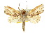  ( - 10ANIC-08376)  @14 [ ] CreativeCommons - Attribution (2010) CBG Photography Group Centre for Biodiversity Genomics