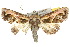  (Paectes kebeae - 10ANIC-08377)  @15 [ ] CreativeCommons - Attribution (2010) CBG Photography Group Centre for Biodiversity Genomics