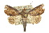  ( - 10ANIC-08379)  @15 [ ] CreativeCommons - Attribution (2010) CBG Photography Group Centre for Biodiversity Genomics