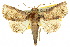  (Paectes costistrigata - 10ANIC-08380)  @15 [ ] CreativeCommons - Attribution (2010) CBG Photography Group Centre for Biodiversity Genomics