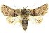  ( - 10ANIC-08395)  @15 [ ] CreativeCommons - Attribution (2010) CBG Photography Group Centre for Biodiversity Genomics