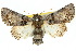  ( - 10ANIC-08397)  @15 [ ] CreativeCommons - Attribution (2010) CBG Photography Group Centre for Biodiversity Genomics