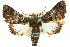  ( - 10ANIC-08403)  @14 [ ] CreativeCommons - Attribution (2010) CBG Photography Group Centre for Biodiversity Genomics