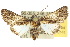  ( - 10ANIC-08404)  @14 [ ] CreativeCommons - Attribution (2010) CBG Photography Group Centre for Biodiversity Genomics