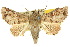 ( - 10ANIC-08411)  @14 [ ] CreativeCommons - Attribution (2010) CBG Photography Group Centre for Biodiversity Genomics