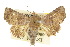  (Targalla delatrix - 10ANIC-08414)  @15 [ ] CreativeCommons - Attribution (2010) CBG Photography Group Centre for Biodiversity Genomics