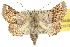  (Atacira olivaceiplaga - 10ANIC-08420)  @15 [ ] CreativeCommons - Attribution (2010) CBG Photography Group Centre for Biodiversity Genomics