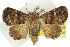  (Targalla scelerata - 10ANIC-08425)  @15 [ ] CreativeCommons - Attribution (2010) CBG Photography Group Centre for Biodiversity Genomics