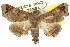  ( - 10ANIC-08428)  @13 [ ] CreativeCommons - Attribution (2010) CBG Photography Group Centre for Biodiversity Genomics