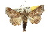  ( - 10ANIC-08431)  @13 [ ] CreativeCommons - Attribution (2010) CBG Photography Group Centre for Biodiversity Genomics