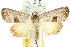  ( - 10ANIC-08439)  @14 [ ] CreativeCommons - Attribution (2010) CBG Photography Group Centre for Biodiversity Genomics