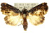  ( - 10ANIC-08443)  @15 [ ] CreativeCommons - Attribution (2010) CBG Photography Group Centre for Biodiversity Genomics