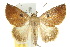  ( - 10ANIC-08472)  @15 [ ] CreativeCommons - Attribution (2010) CBG Photography Group Centre for Biodiversity Genomics
