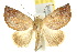  ( - 10ANIC-08473)  @14 [ ] CreativeCommons - Attribution (2010) CBG Photography Group Centre for Biodiversity Genomics
