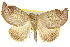  ( - 10ANIC-08474)  @14 [ ] CreativeCommons - Attribution (2010) CBG Photography Group Centre for Biodiversity Genomics