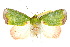  ( - 10ANIC-08476)  @14 [ ] CreativeCommons - Attribution (2010) CBG Photography Group Centre for Biodiversity Genomics