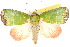  ( - 10ANIC-08477)  @15 [ ] CreativeCommons - Attribution (2010) CBG Photography Group Centre for Biodiversity Genomics
