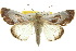  ( - 10ANIC-08481)  @13 [ ] CreativeCommons - Attribution (2010) CBG Photography Group Centre for Biodiversity Genomics