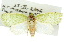  ( - 10ANIC-08488)  @14 [ ] CreativeCommons - Attribution (2010) CBG Photography Group Centre for Biodiversity Genomics