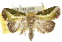  ( - 10ANIC-08498)  @14 [ ] CreativeCommons - Attribution (2010) CBG Photography Group Centre for Biodiversity Genomics