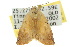  ( - 10ANIC-08520)  @13 [ ] CreativeCommons - Attribution (2010) CBG Photography Group Centre for Biodiversity Genomics