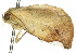  ( - 10ANIC-08522)  @13 [ ] CreativeCommons - Attribution (2010) CBG Photography Group Centre for Biodiversity Genomics
