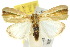  ( - 10ANIC-08539)  @14 [ ] CreativeCommons - Attribution (2010) CBG Photography Group Centre for Biodiversity Genomics