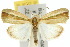  (Earias vittella - 10ANIC-08540)  @15 [ ] CreativeCommons - Attribution (2010) CBG Photography Group Centre for Biodiversity Genomics