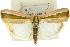  ( - 10ANIC-08541)  @11 [ ] CreativeCommons - Attribution (2010) CBG Photography Group Centre for Biodiversity Genomics