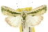  ( - 10ANIC-08550)  @14 [ ] CreativeCommons - Attribution (2010) CBG Photography Group Centre for Biodiversity Genomics