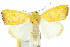  ( - 10ANIC-08555)  @14 [ ] CreativeCommons - Attribution (2010) CBG Photography Group Centre for Biodiversity Genomics